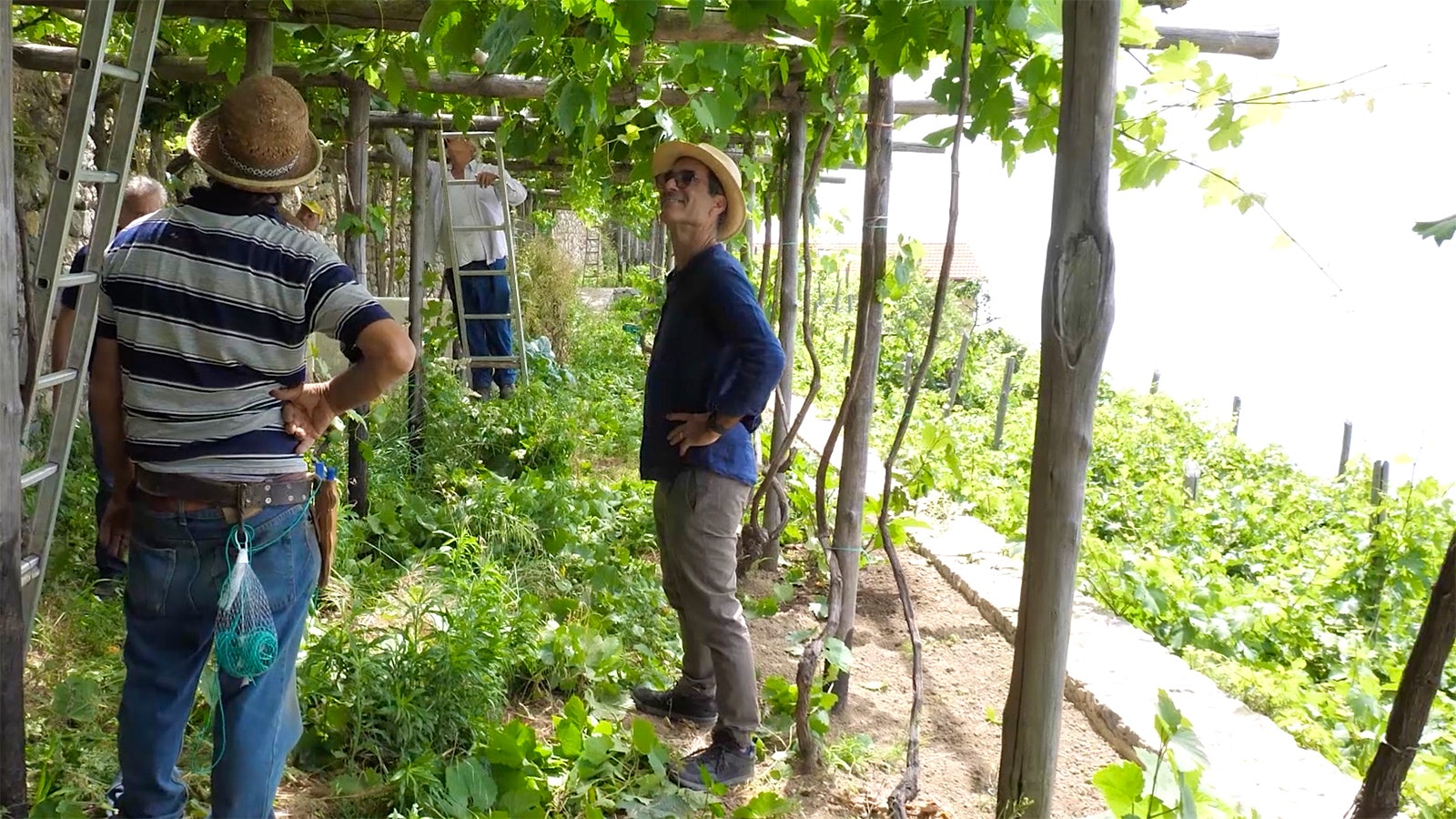 Robert Camuto visiting a pergola-trained, terraced vineyard on Italy's Amalfi Coast